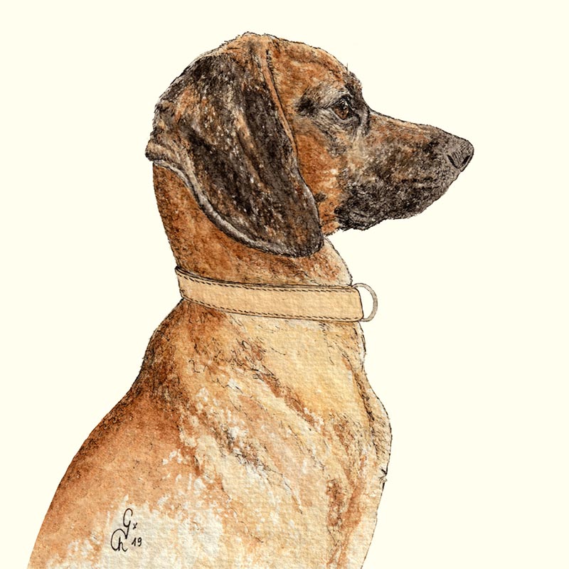 illustrations chien charlotte galloux