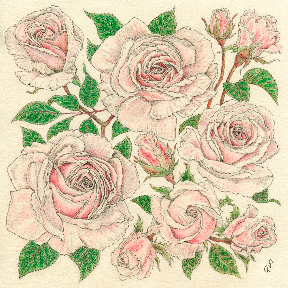 Roses Madeleine Galloux