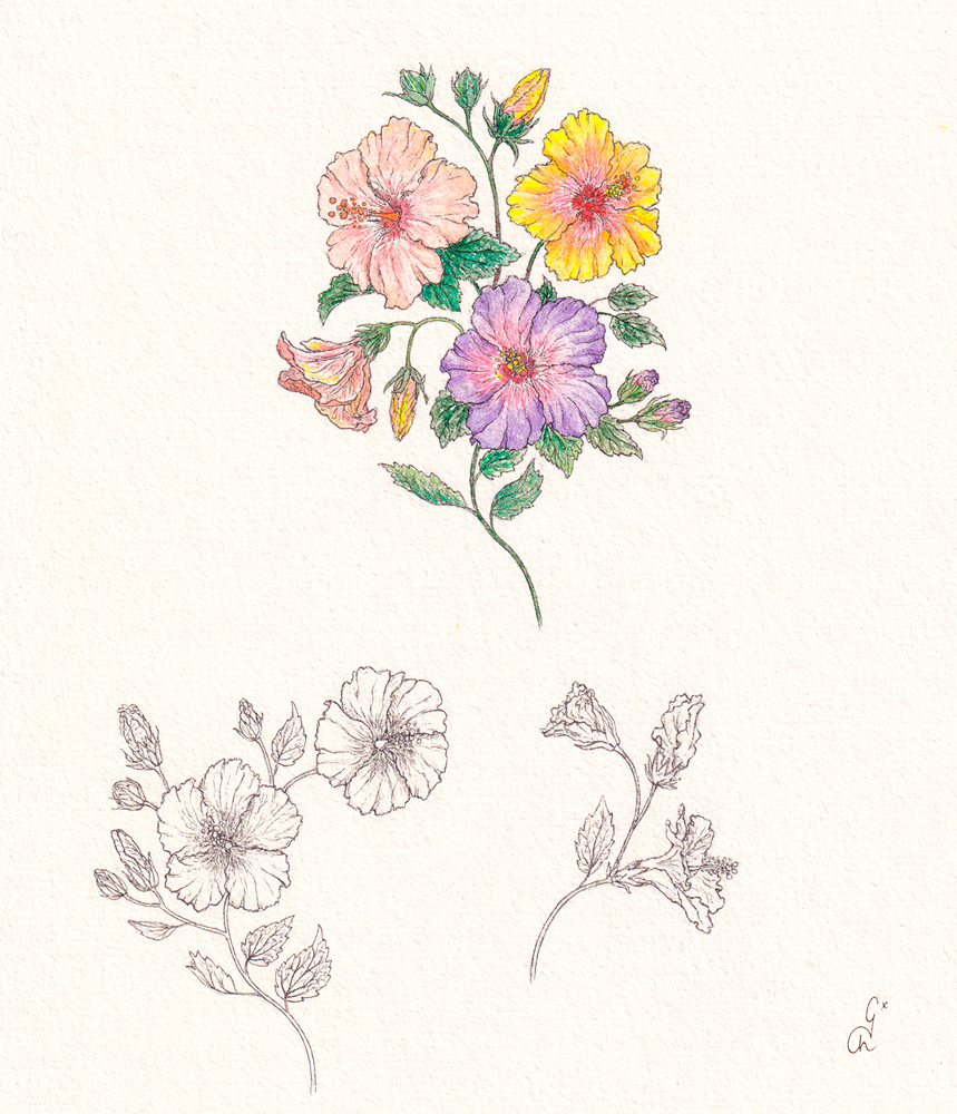 Hibiscus étude Charlotte Galloux