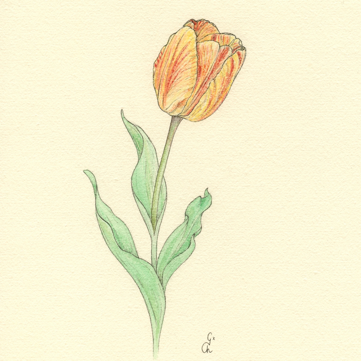Tulipe Charlotte Galloux